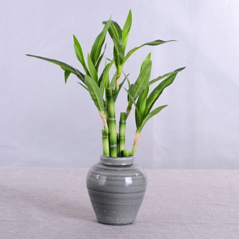 新しい40cm人工ラッキーバンブー多肉植物フェイクプラントフ - Snake Plant のレビューと価格